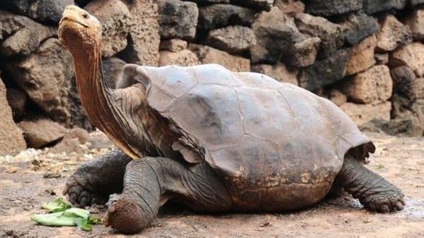 Kamasutra Satwa: Kisah Diego, Kura-Kura ‘Cabul’ yang Selamatkan Spesiesnya dari Kepunahan