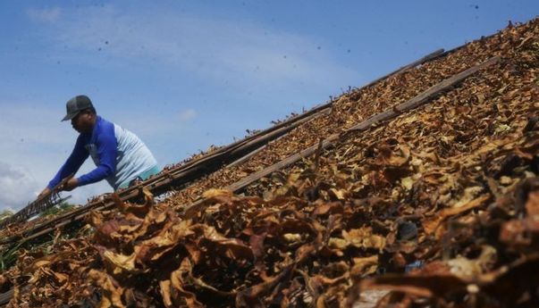 Berita Terbaru: Kenaikan Cukai Rokok Bikin Harga Tembakau Anjlok