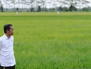 Presiden Jokowi Pastikan Produksi Pangan Nasional Masih Aman meski Terganggu El Nino