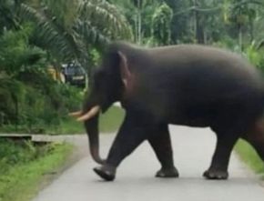 Puluhan Hektare Kebun Sawit Warga di Aceh Barat Dirusak Gajah