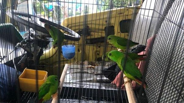 Berita Terkini: Penyelundupan 5 Burung Serindit Melayu Berhasil Digagalkan Petugas