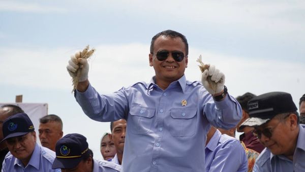 Ekspor Benih Lobster Indonesia Semasa Edhy Prabowo jadi Menteri Tembus Rp1 Triliun!
