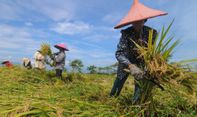 Mengejutkan! Pemajakan Sektor Pertanian Dinilai Tak Cerminkan Keadilan, Pemerintah Akan Tinjau Ulang
