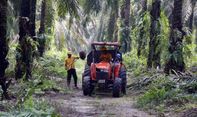 Mengejutkan! Label Ini Mengancam Produksi Minyak Kelapa Sawit di Indonesia