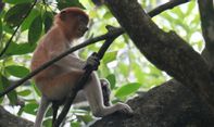 Jadi Pusat Riset Bekantan, Pulau Curiak kini Diminati Wisatawan Asing