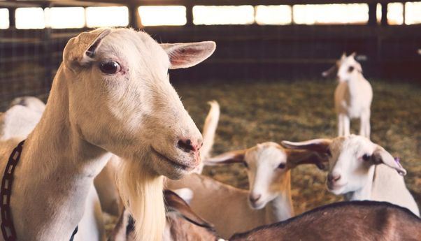 Wabah Kambing di Yunani, Puluhan Ribu Hewan Dites dan Ribuan Lainnya Dimusnahkan