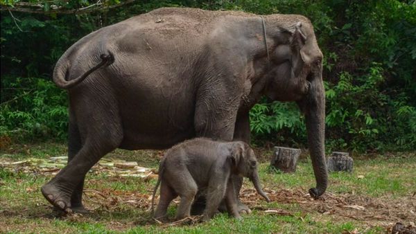 Riau Beri KTP Kehormatan untuk Dua Gajah Sumatra, Simbol Pelestarian Satwa