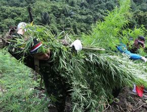 BNN Musnahkan 2 Hektar Ladang Ganja di Aceh, Berat Total 3,5 Ton