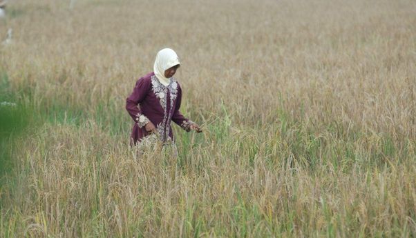 Berita Terbaru Jogja: Kelompok Tani Kalasan Produksi Benih Padi Tahan Kekeringan