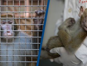 NASA Bunuh Puluhan Monyet dalam Sehari di Laboratorium, Apa Alasannya?