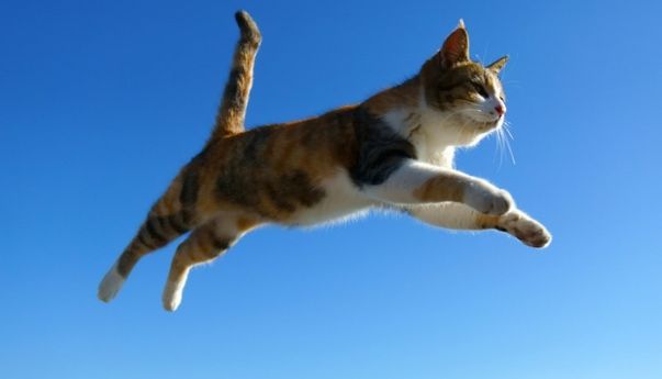 Viral, Pemuda Ini Tega Lempar Kucing dari Puncak Bukit Hanya Demi Konten