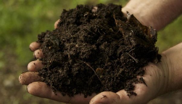 Kenaikan Ekspor Pupuk, Apa Penyebabnya?