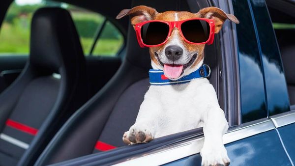 Tips Agar Mobilmu Nyaman dan Dicintai Anjing Peliharaan