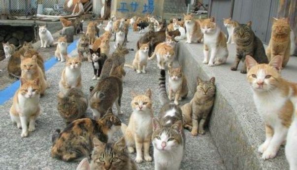 Tashirojima: Pulau Kucing di Jepang yang Terkenal ke Seluruh Dunia