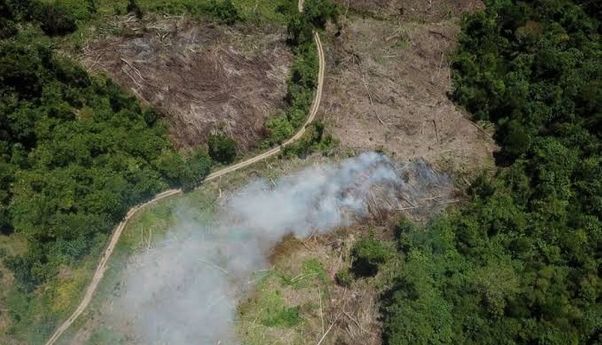 Pemerintah Bakal Buka 20 Juta Hektare Hutan untuk Ketahanan Pangan dan Energi