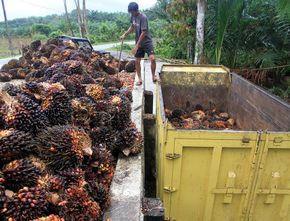 Panas! Tantangan Industri Minyak Kelapa Sawit di Indonesia