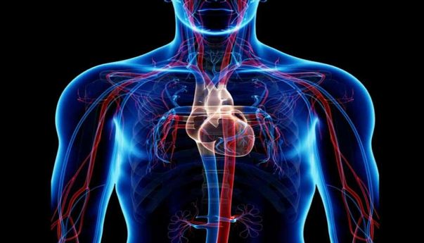 Pahami Sistem Peredaran Darah Manusia yang Memiliki Fungsi Vital