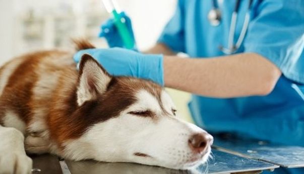 Mengenal Animal Friends Jogja, Organisasi Nirlaba yang Fokus Meningkatkan Kesejahteraan Satwa di DIY