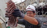 Temukan ‘Kecoak Raksasa’ di Selat Sunda, Peneliti LIPI: Ini Salah Satu Pencapaian Terbesar Bidang Taksonomi