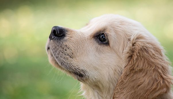 Akhirnya Gibran Rakabuming Respon Desakan Setop Penjualan Daging Anjing di Solo