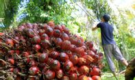 PT Pertamina Segera Kembangkan Bahan Bakar Berbahan Sawit 100%