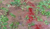 Air Warna Merah Darah Menyembur dari Tanah, Warga Pudungrejo Geger