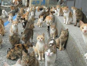 Tashirojima: Pulau Kucing di Jepang yang Terkenal ke Seluruh Dunia