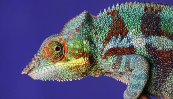 Mirip Aslisnya! Robot Bunglon Ciptaan Ilmuwan Korea Ini Bisa Berubah Warna Sesuai Lingkungannya