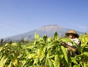 Asosiasi Petani Tembakau Indonesia Tuntut Pemerintah Tidak Naikkan Tarif Cukai