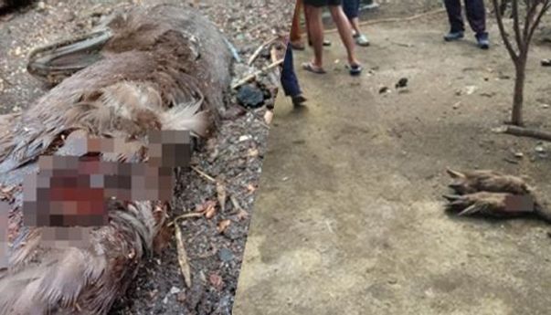 Misteri Matinya Puluhan Ternak Secara Aneh di Tapanuli Utara