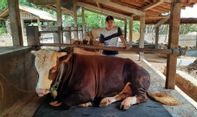 Bertia Terkini: Gombloh, Sapi Kurban Presiden Jokowi Akan Disembelih di Istana Kepresidenan Yogyakarta