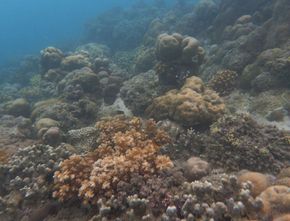 Biota Laut Baru di Celukan Bawang Bali