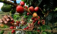 Pandemi Covid-19, Harga Kopi di Kabupaten Temanggung Turun