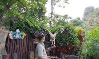 Berita Terbaru di Jogja: Gembira Loka Zoo Buka Lagi Awal Agustus, Pengunjung Dibatasi 500 Orang