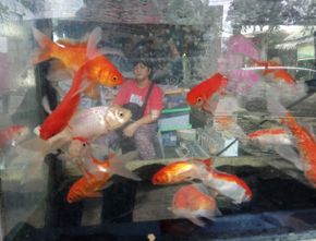 Mudah! Ekspor Ikan Hias Indonesia ke China kini Tidak Berbelit-Belit