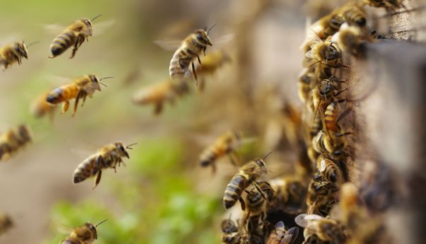 Bagaimana Lockdown Melanggengkan Kehidupan Lebah?