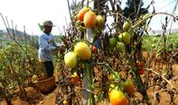 Berita Jateng: Sekolah Petani Tomat ala Lereng Merbabu