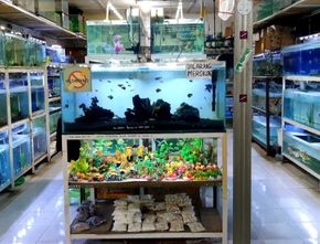 Daftar Toko Aquarium Jogja Berbagai Ukuran Sesuai Kebutuhan