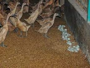 Peternak Khawatir Tak Mampu Penuhi Permintaan Daging dan Telur Bebek di Bulan Puasa