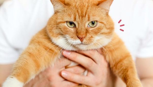 Kenapa Kucing Jadi Lebih Gemuk Usai Dikebiri? Ternyata Ini Sebabnya