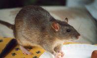 Mengenal Deretan Bahan Alami Pengusir Tikus