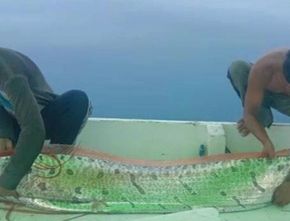 Fakta Ikan Oarfish, Ikan yang Dimitoskan Mampu Deteksi Gempa Bumi dan Tsunami