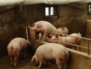 Mendag: 5 Miliar Babi di China Biang Kerok Mahalnya Kedelai di Indonesia
