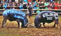 Mapasilaga Tedong: Pertunjukan Tarung Kerbau Tana Toraja