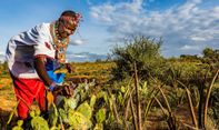 Di Kenya, Pengembala Mengubah Kaktus jadi Biofuel