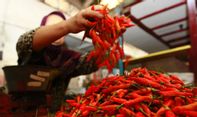 Kepala Bidang Hortikultura DPP Kulonprogo: Tidak Mudah Melakukan Olahan Cabai