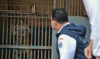 Siapa Berani Swab 2 Harimau Sumatera di Ragunan? Jawab Anies 'Dia Petugas Paling Berani Sedunia'