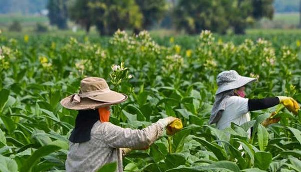 Tak Ingin Cukai Naik Lagi, Petani Tembakau: Presiden, Lindungilah Kami