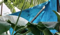 Viral Daun Pisang Mirip Kafan di Kudus jadi Tontonan Warga