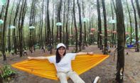 Luar Biasa! Beberapa Hutan Pinus Malang Ini Tawarkan Sensasi Liburan Alam yang Beda